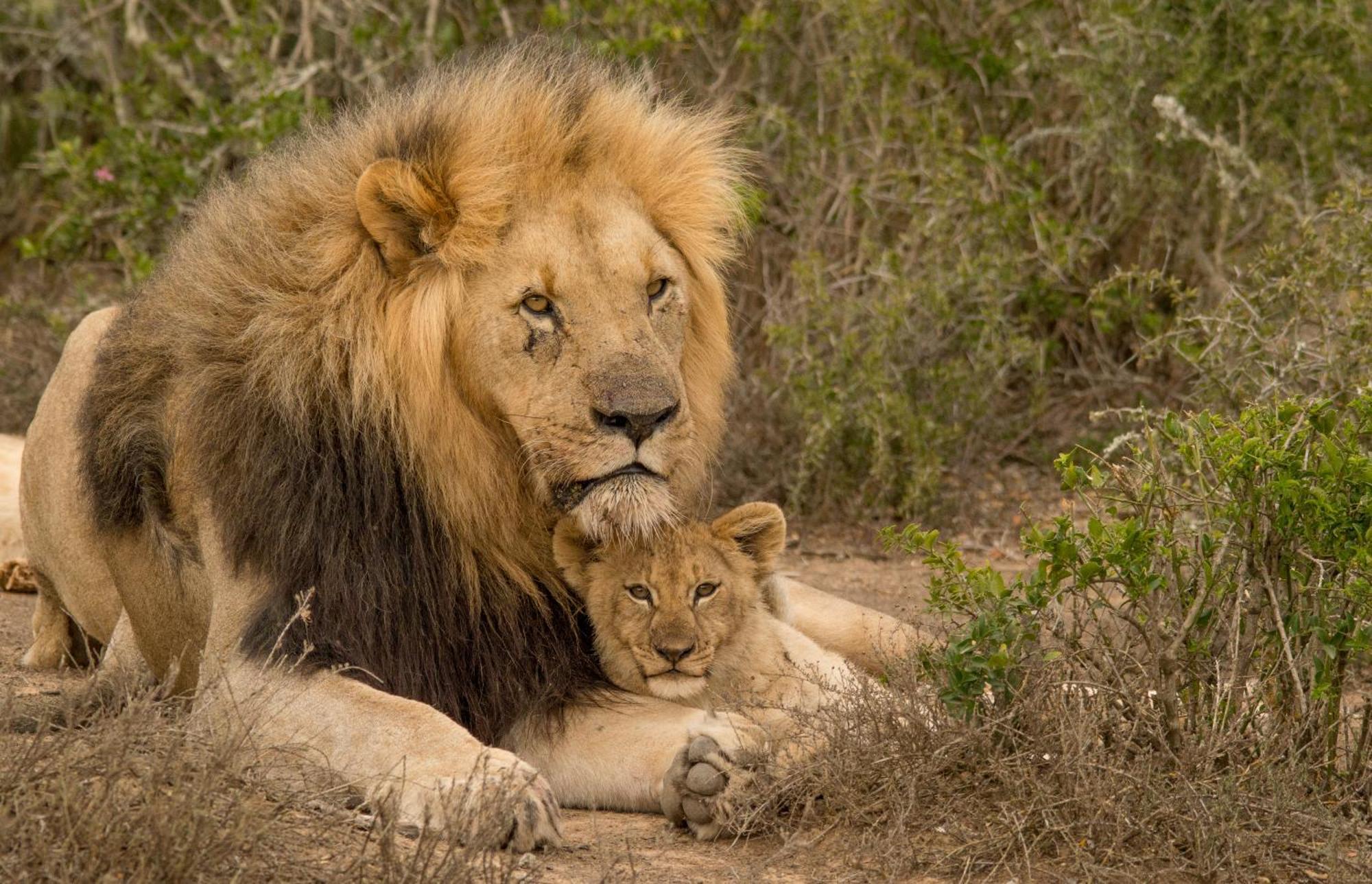 Kwandwe Private Game Reserve - Melton Manor Грейамстаун Экстерьер фото