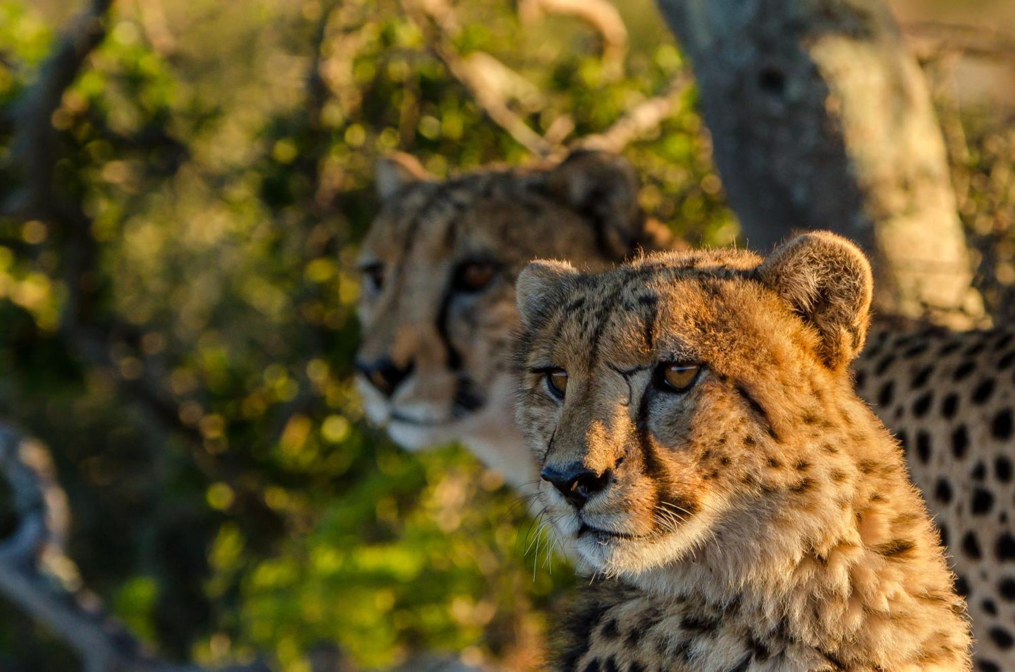 Kwandwe Private Game Reserve - Melton Manor Грейамстаун Экстерьер фото