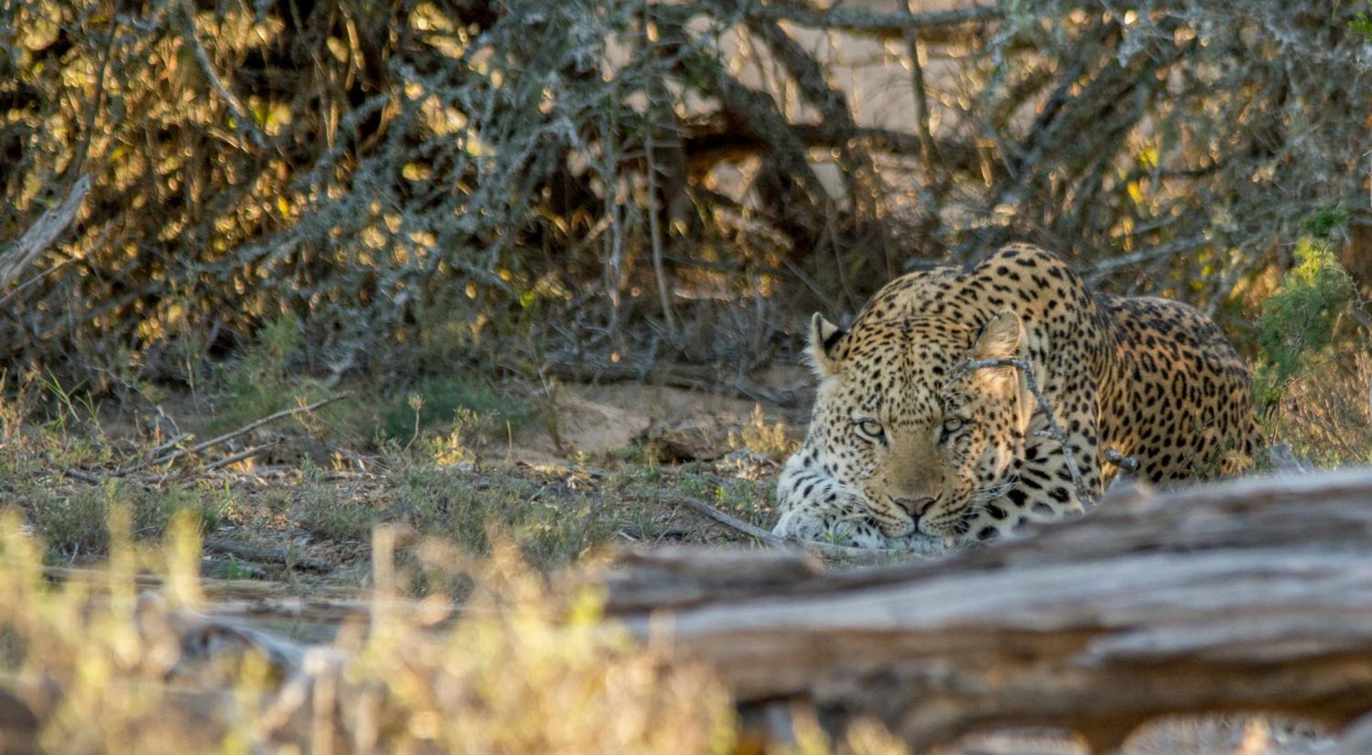 Kwandwe Private Game Reserve - Melton Manor Грейамстаун Экстерьер фото