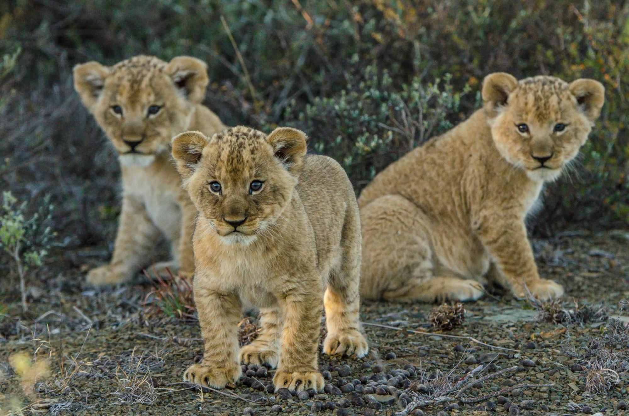 Kwandwe Private Game Reserve - Melton Manor Грейамстаун Экстерьер фото