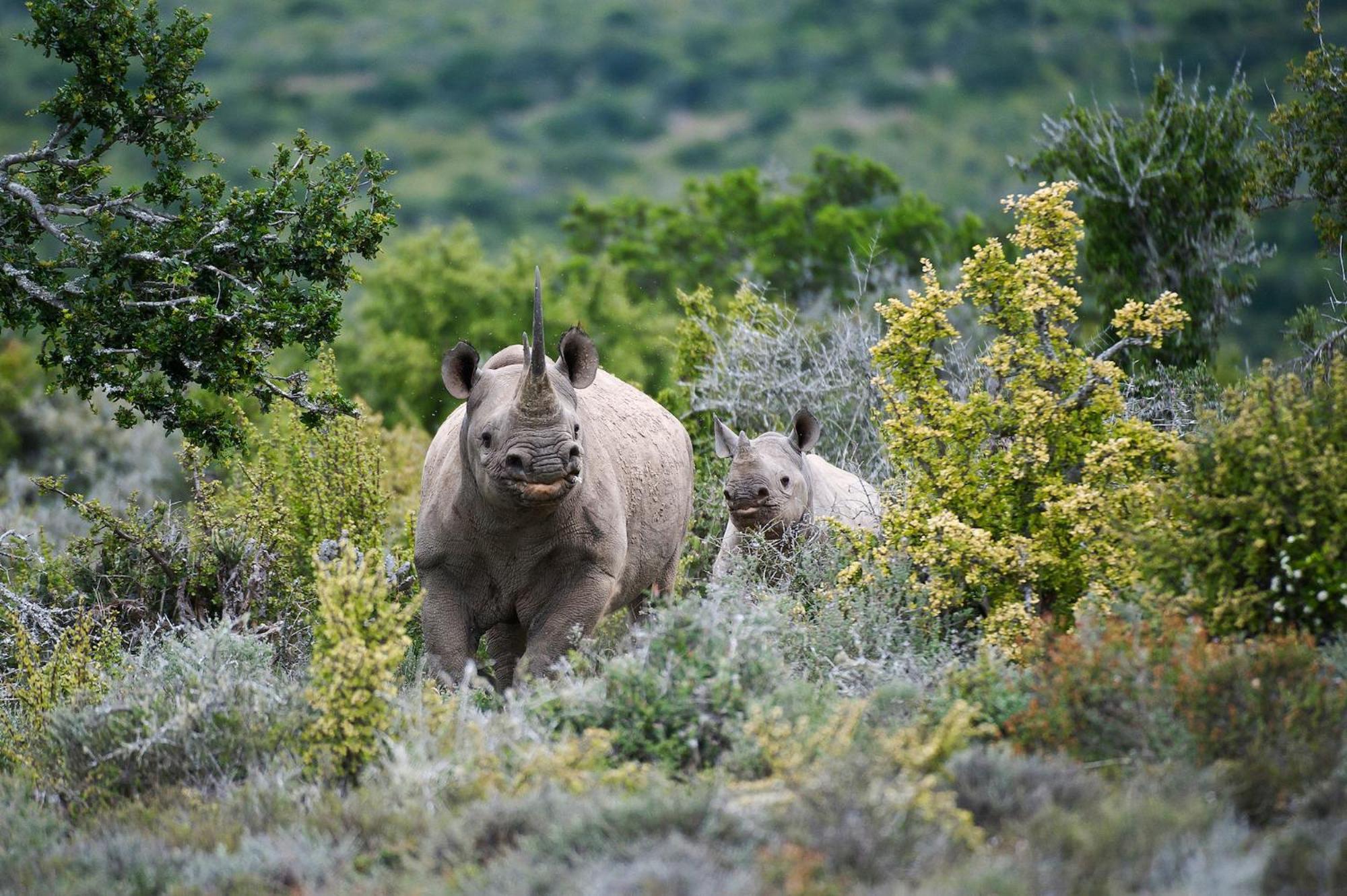 Kwandwe Private Game Reserve - Melton Manor Грейамстаун Экстерьер фото