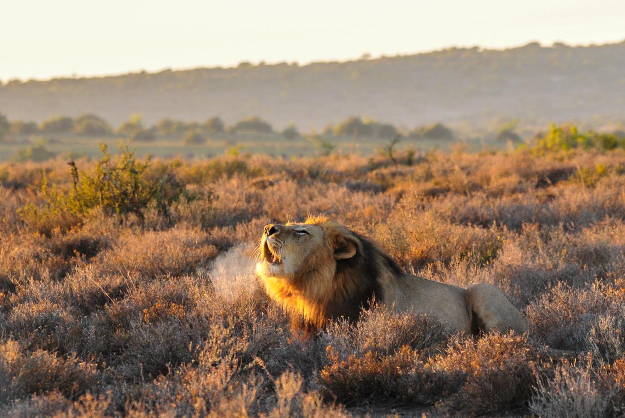 Kwandwe Private Game Reserve - Melton Manor Грейамстаун Экстерьер фото