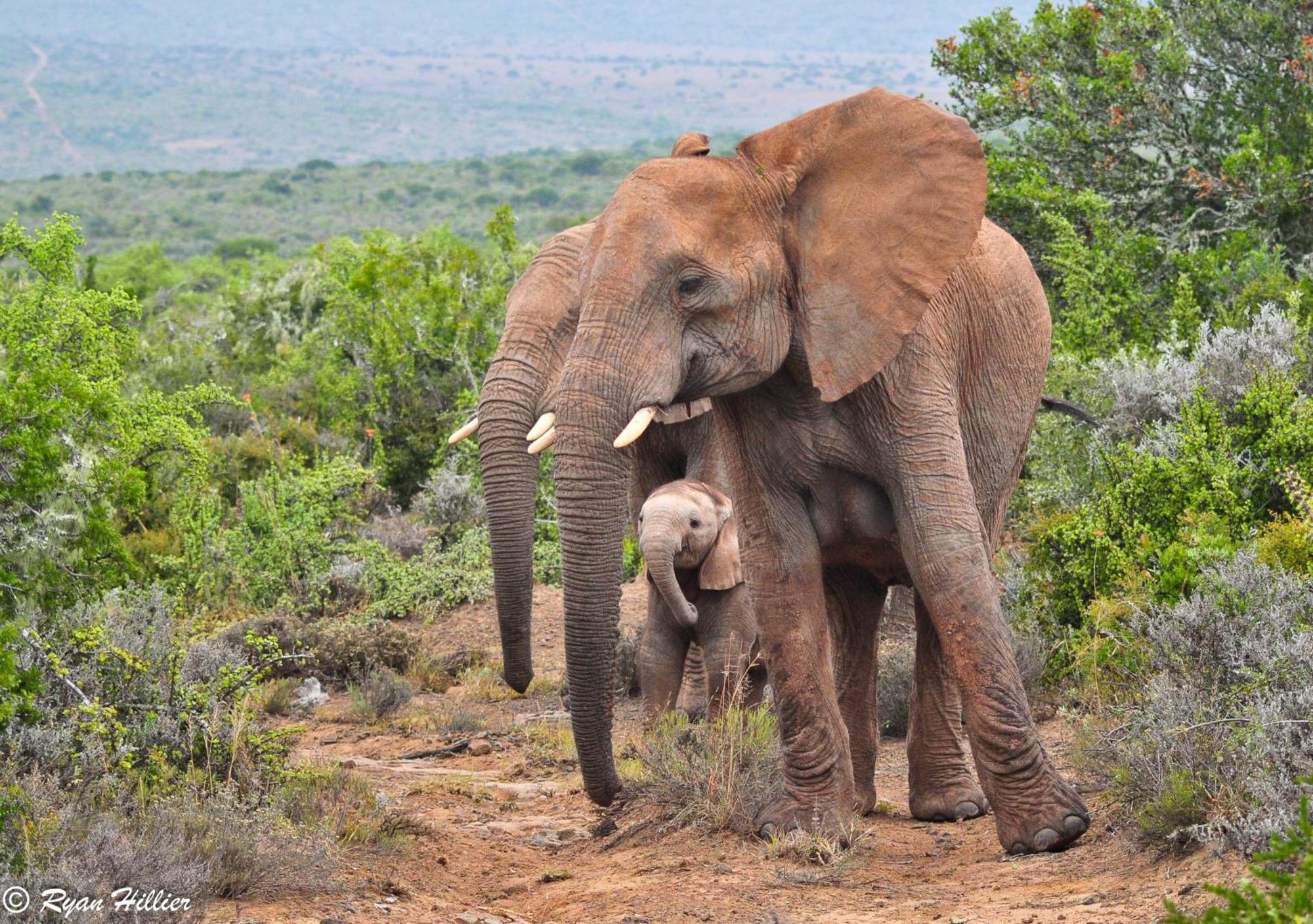 Kwandwe Private Game Reserve - Melton Manor Грейамстаун Экстерьер фото