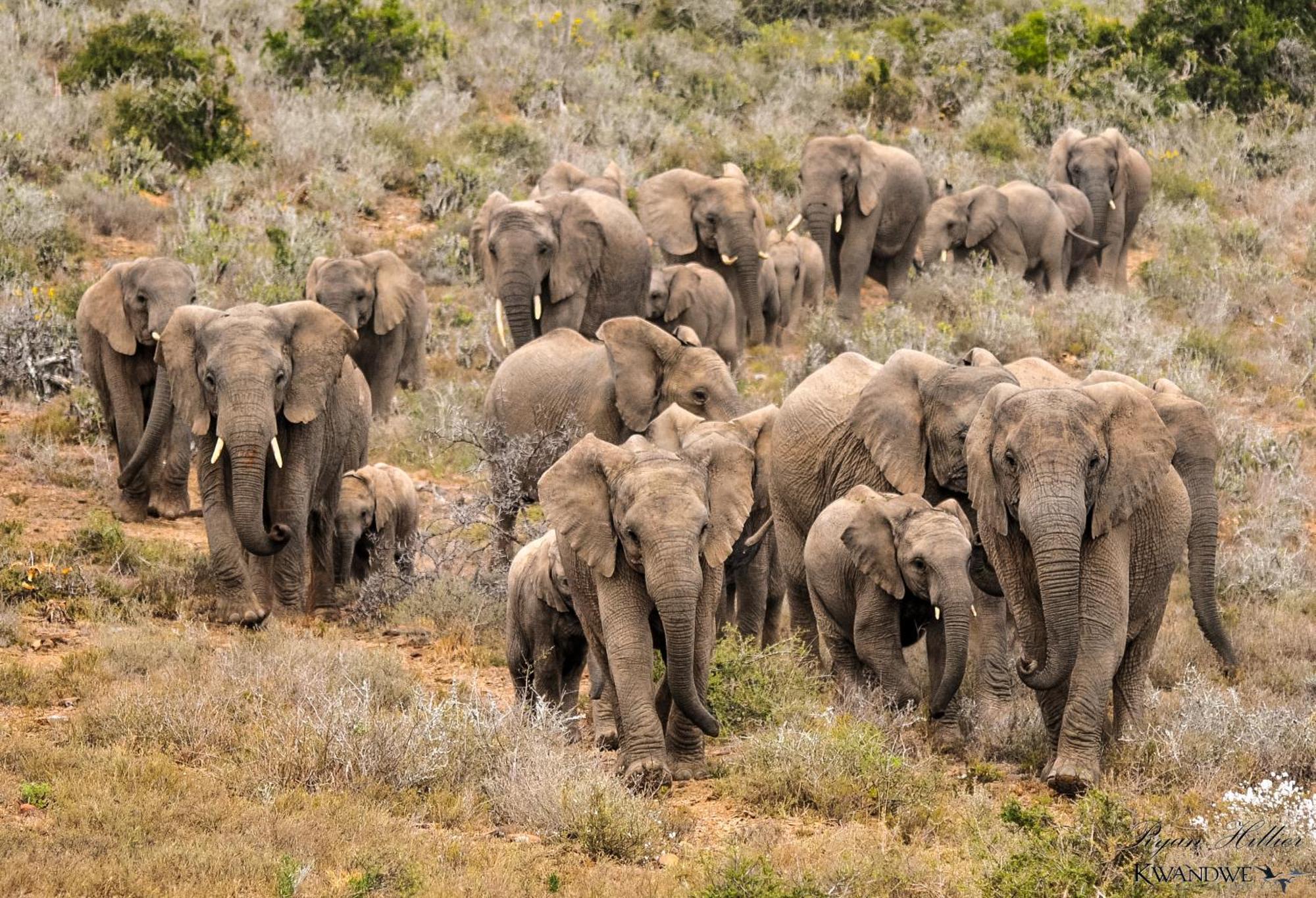 Kwandwe Private Game Reserve - Melton Manor Грейамстаун Экстерьер фото