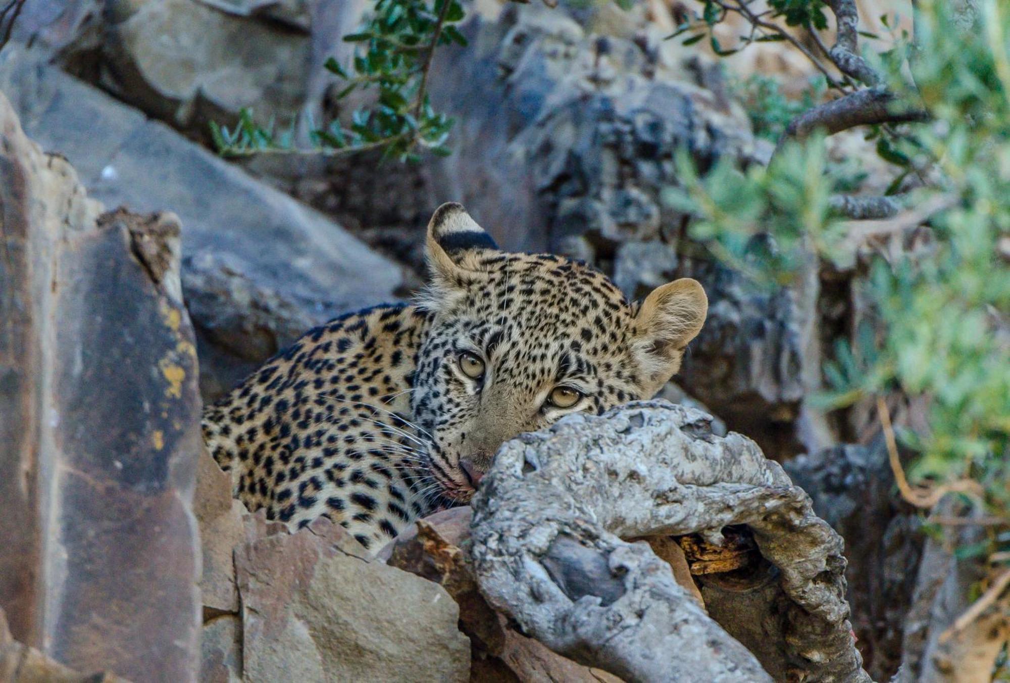 Kwandwe Private Game Reserve - Melton Manor Грейамстаун Экстерьер фото