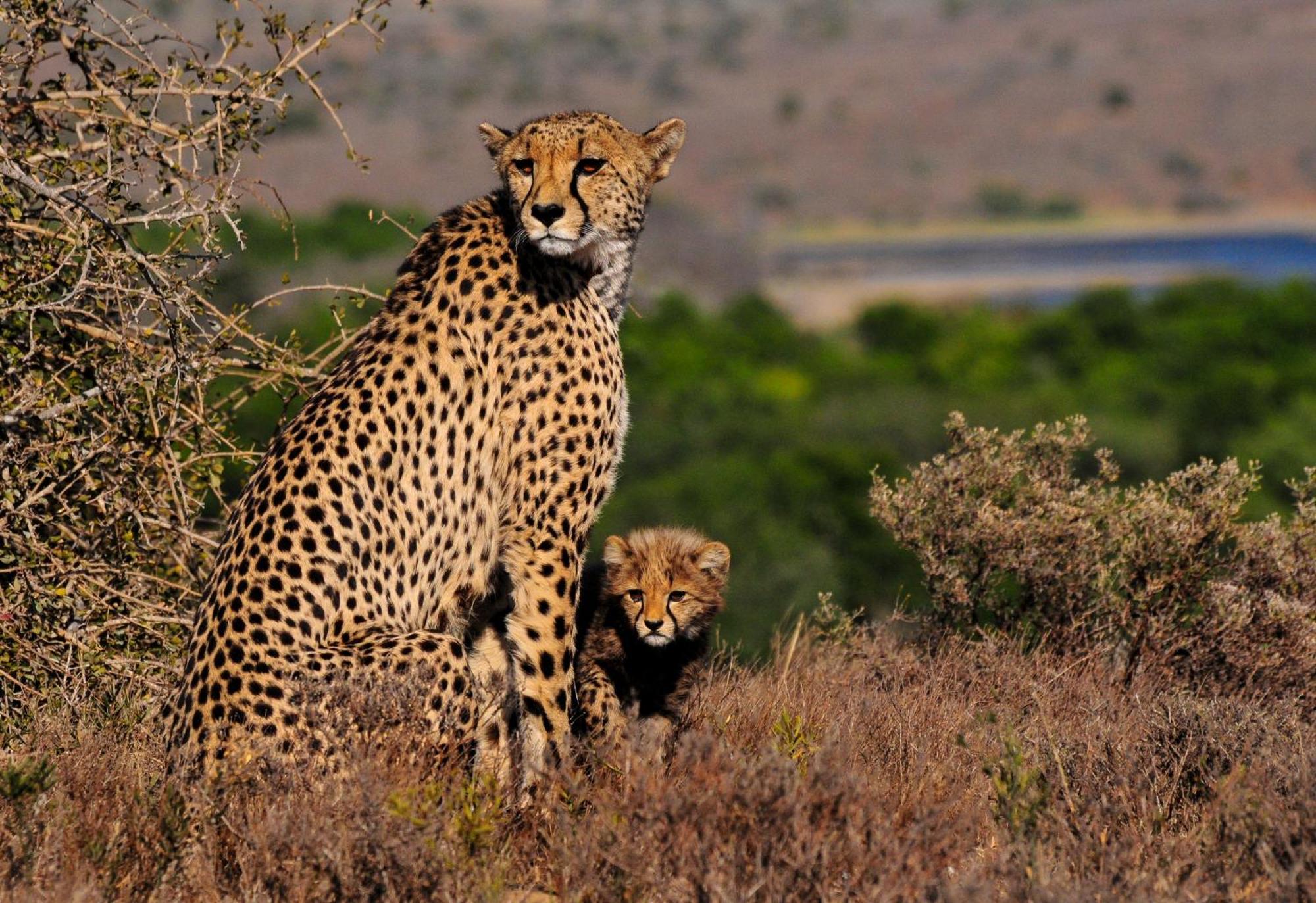 Kwandwe Private Game Reserve - Melton Manor Грейамстаун Экстерьер фото